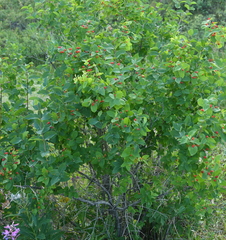 Lonicera tatarica