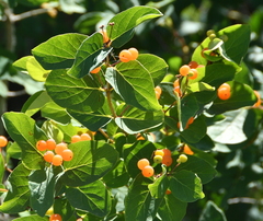 Lonicera tatarica