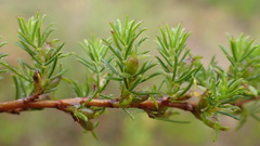 Cliffortia filifolia