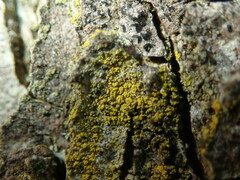 Candelariella xanthostigma