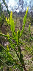 Baccharis trimera