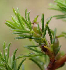 Cliffortia filifolia