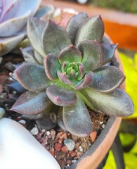 Echeveria affinis