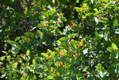 Lonicera tatarica