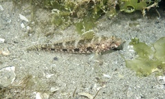 Gobius cruentatus