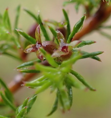 Cliffortia filifolia