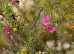 Indigofera complicata