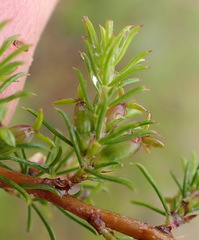 Cliffortia filifolia