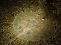 Raja undulata