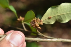 Eugenia verticillata