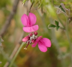 Indigofera complicata