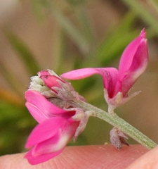 Indigofera complicata