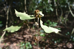 Eugenia verticillata