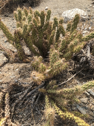 iNaturalist observation photo of Gander's cholla