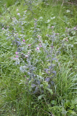 Carduus crispus