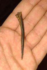 Siluriformes