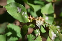 Eugenia verticillata
