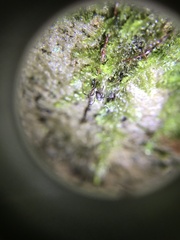 Rilaena triangularis