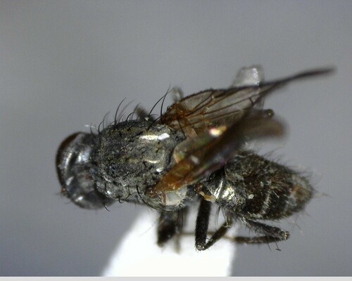 iNaturalist observation photo of Flies