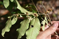 Eugenia verticillata