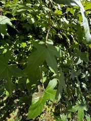 Aesculus glabra