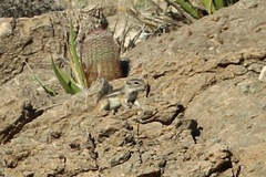 Ammospermophilus interpres