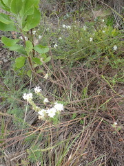 Dischisma ciliatum erinoides