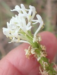 Dischisma ciliatum erinoides