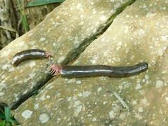 Typhlopidae