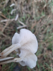 Clitocybe rivulosa