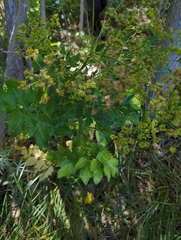 Pastinaca