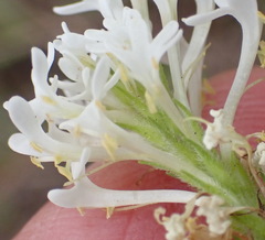 Dischisma ciliatum erinoides