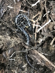Plethodon mississippi
