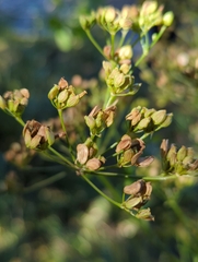 Pastinaca
