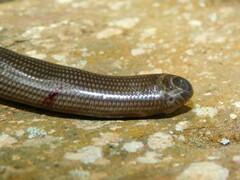 Typhlopidae