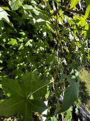 Aesculus glabra