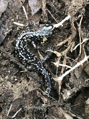 Plethodon mississippi