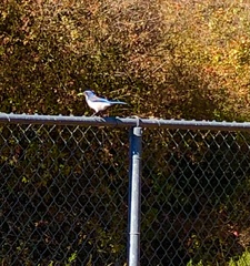 Aphelocoma californica
