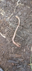 Lumbricus