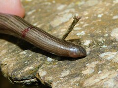Typhlopidae
