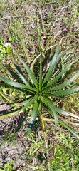 Eryngium horridum
