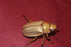Pelidnota strigosa