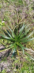 Eryngium horridum