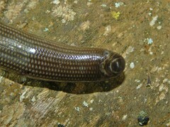 Typhlopidae