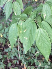 Celtis tenuifolia