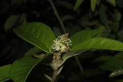 Croton cortesianus