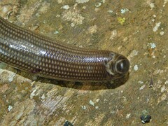 Typhlopidae