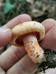 Lactarius salmonicolor