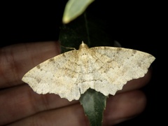 Xerodes rufescentaria