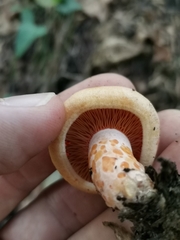 Lactarius salmonicolor